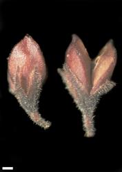 Veronica pubescens subsp. rehuarum. Capsules. Scale = 1 mm.
 Image: W.M. Malcolm © Te Papa CC-BY-NC 3.0 NZ